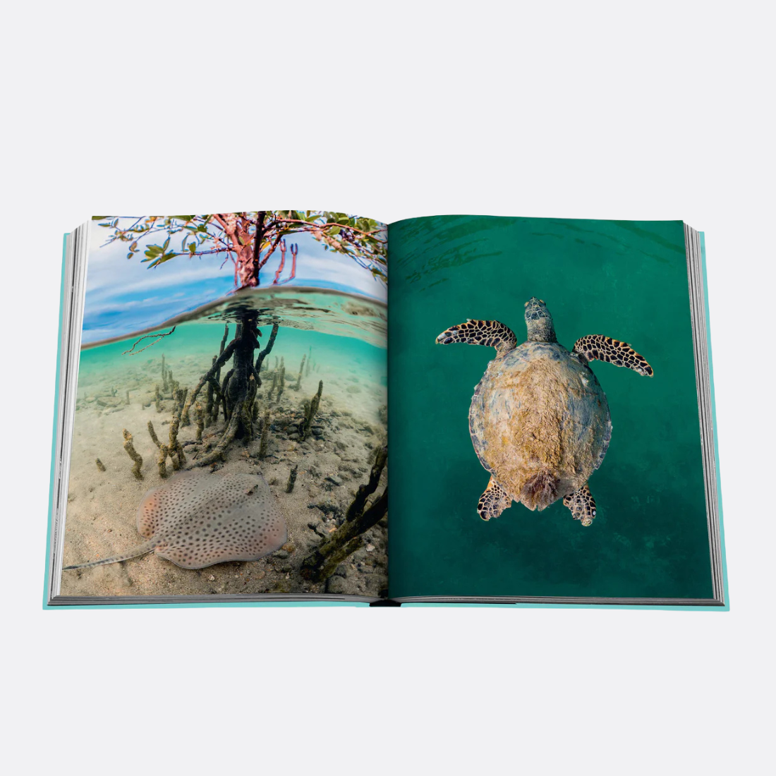 <PRODUCTTITLE> in Blue by Assouline.